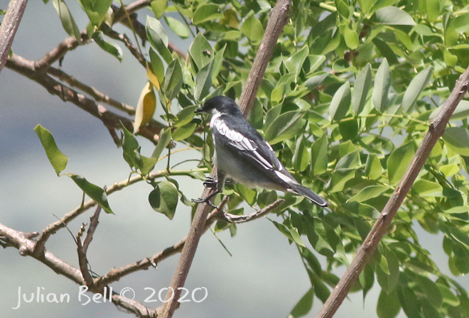 Triller, Bingin, Bali, Indonesia, November 2019