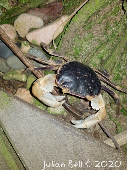 Crab, Nusa Lemongan, Indonesia, November 2019