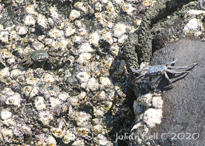 Crabs, Jimbaran, Bali, Indonesia, November 2019