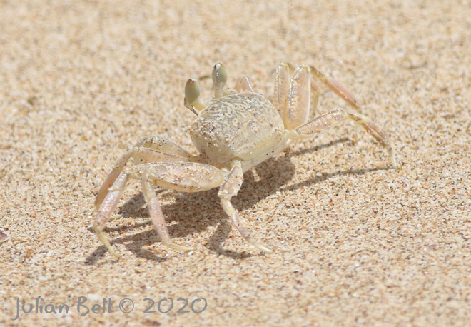 Crabs, Jimbaran, Bali, Indonesia, November 2019