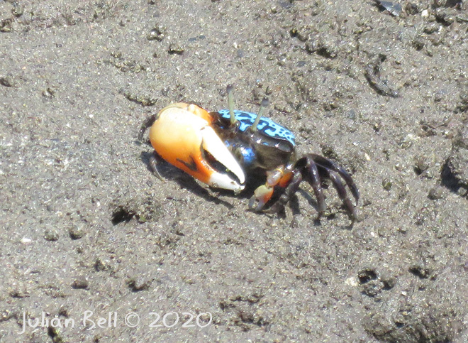 Fiddler(?) crab, Nusa Lemongang, Indonesia, November 2019