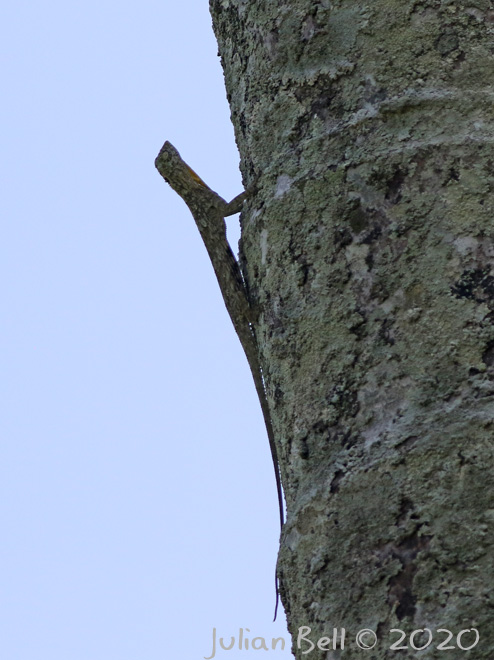 Gliding Lizard, Ubud, Bali, Indonesia, November 2019