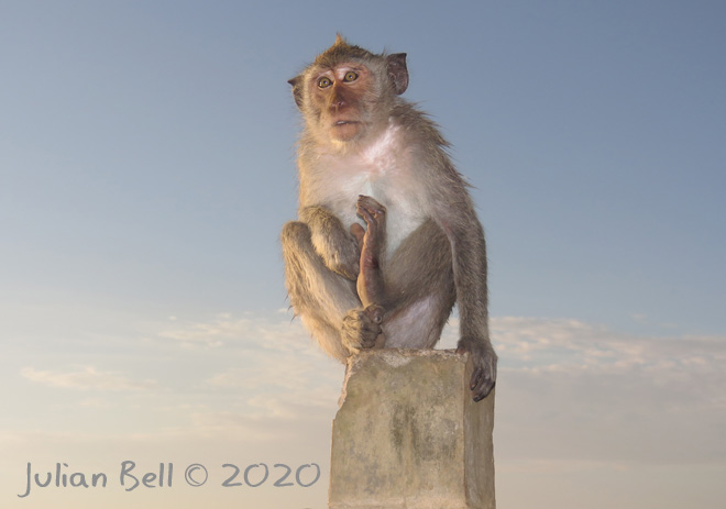 Monkey, Uluwatu, Bali, Indonesia, November 2019