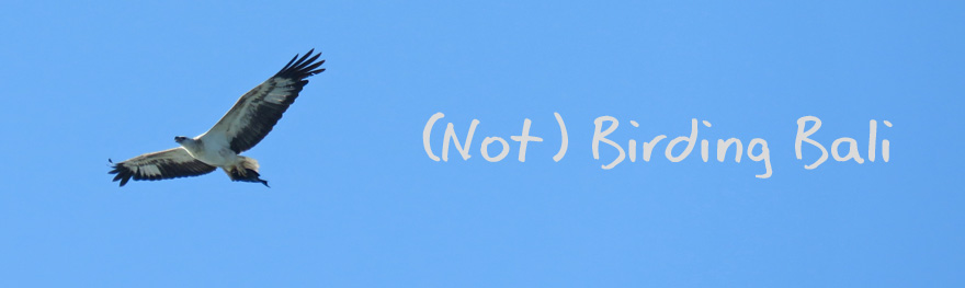 Birding Indonesia - White-bellied Sea Eagle - Padang padang beach