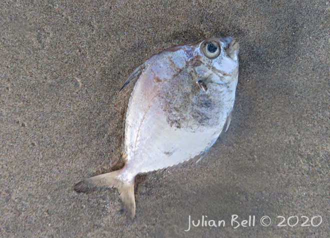 Dead fish on the beach, Jimbaran, Bali, Indonesia