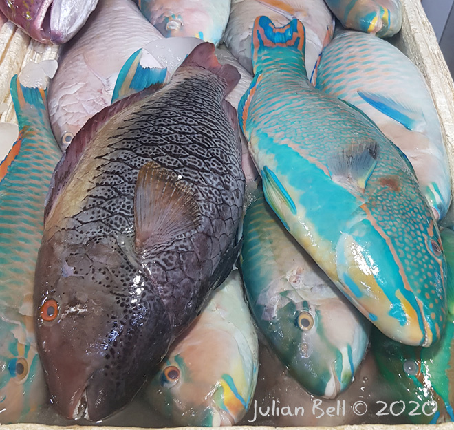 Jimbaran FIsh Market, Bali, Indonesia