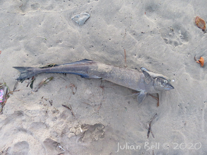 Dead fish on the beach, Jimbaran, Bali, Indonesia