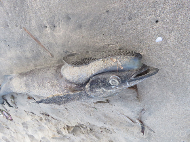 Romora (sucker fish) on the beach, Jimbaran, Bali, Indonesia